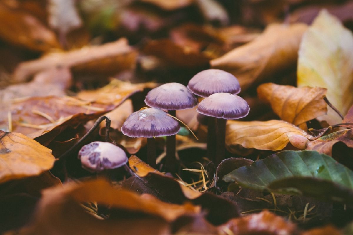 mushrooms