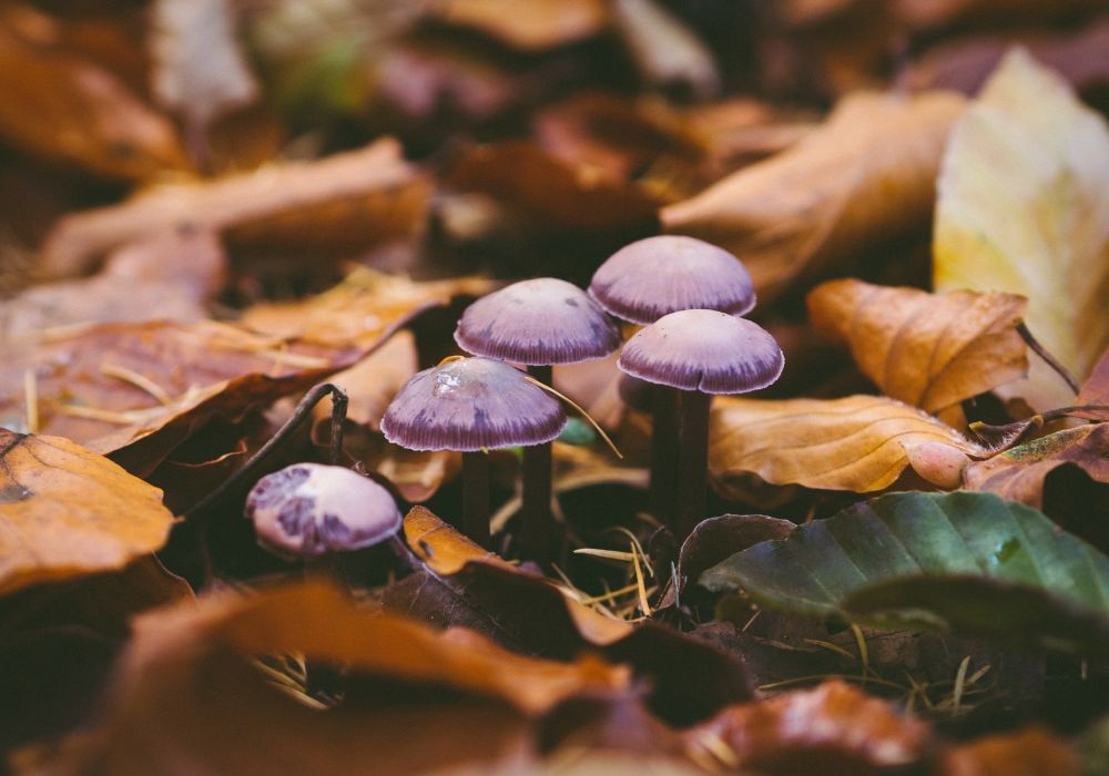 mushrooms